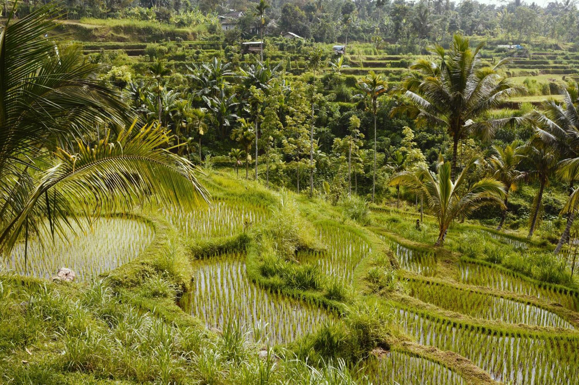 Tetebatu Sunrise Homestay Esterno foto