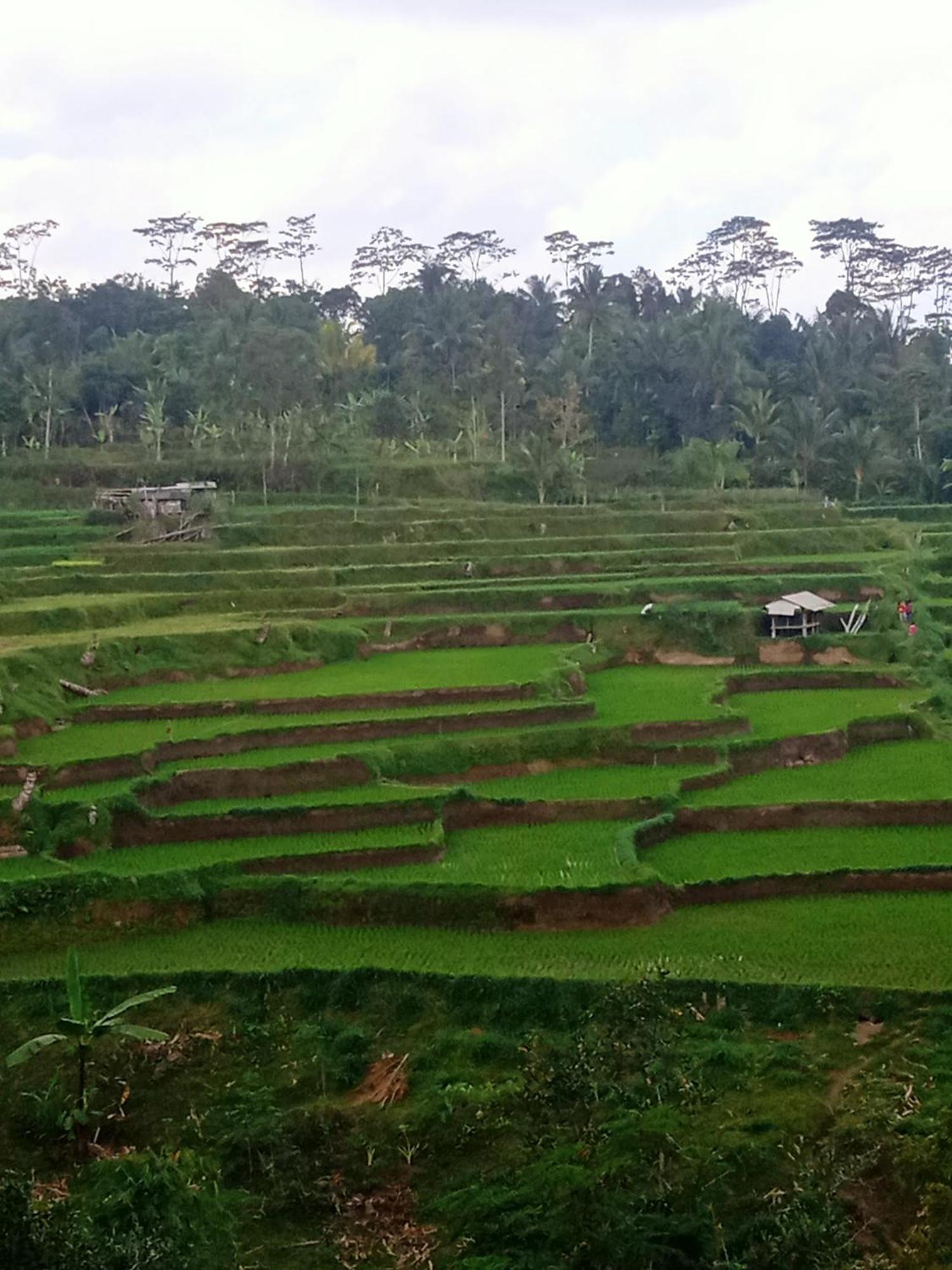 Tetebatu Sunrise Homestay Esterno foto